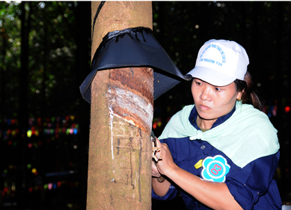 Chi nhánh 716, Binh đoàn 15 tổ chức Hội thi thợ giỏi khai thác mủ cao su